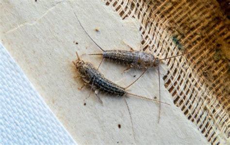 A Guide To Silverfish Identification In Lake Norman Nc Lake Norman