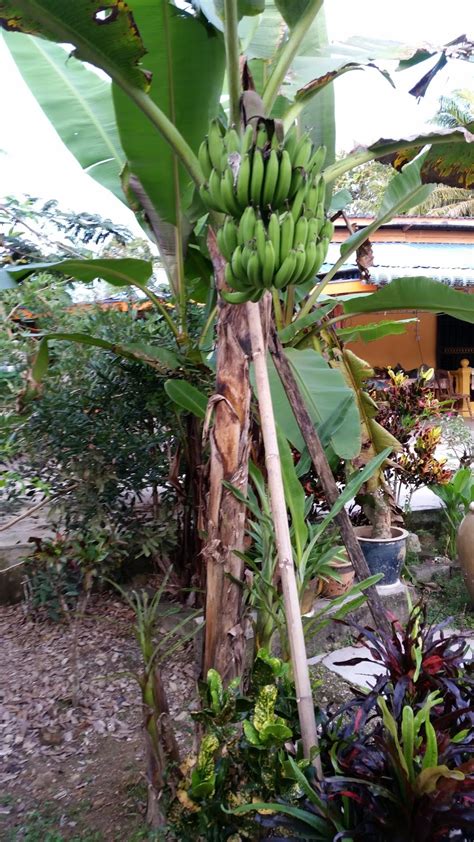 Itu karena daun pisang yang masih muda mengandung air didalamnya. Warisan Petani: Tanaman Pisang 10 : Pisang Nangka.