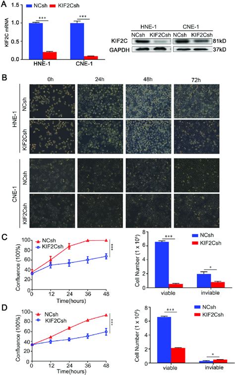 Knockdown Of KIF2C Inhibits NPC Cell Growth A RNAi Mediated KIF2C