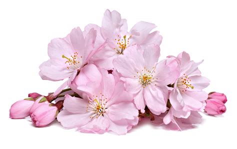 Cherry Blossom Png Transparent Background Free Download 45509