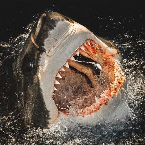 Great White Sharks Terrifying Jaws Captured In Incredible Underwater