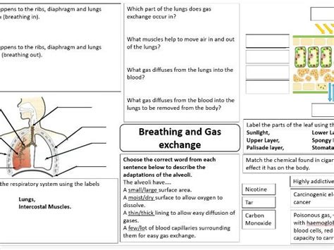 Ks3 Science Breathing Gas Exchange And Respiration Revision Mind Map