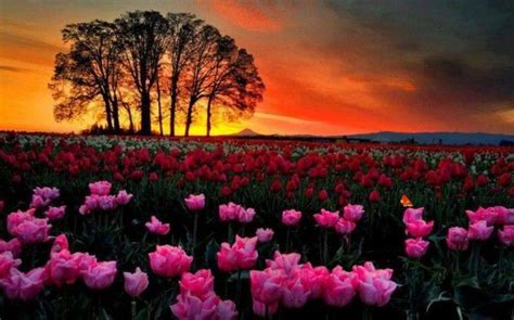 Tulipanes Al Atardecer Beautiful World Beautiful Flowers Beautiful