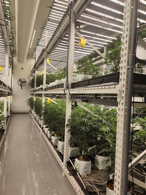 Finding A Good Vertical Cannabis Shelving Unit For Growing Grow Higher