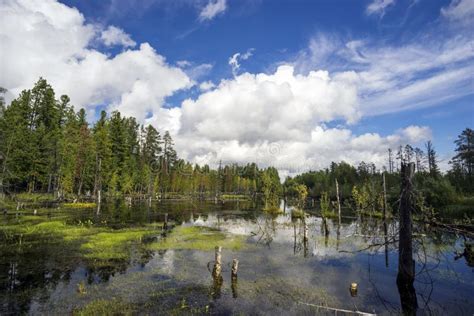 Northern Landscape With Boggy Lake Stock Photo Image Of Forest Lake