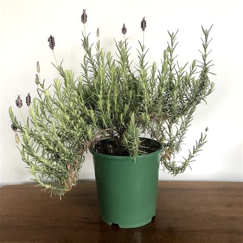 Top 7 Can You Grow Lavender Indoors