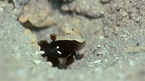 Fish Spotlight The Whitecap Goby Lotilia Graciliosa