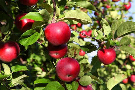 Er ist ein willkommener blickfang, setzt akzente und spendet im sommer wertvollen schatten. Apfelbaum pflanzen: So geht's | Garten-Tipps | Garten