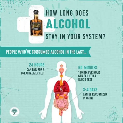 As it's digested, cannabis makes its way to the liver. How long does alcohol stay in your system > ALQURUMRESORT.COM