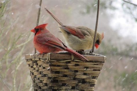 Do Northern Cardinals Mate For Life Birds And Blooms