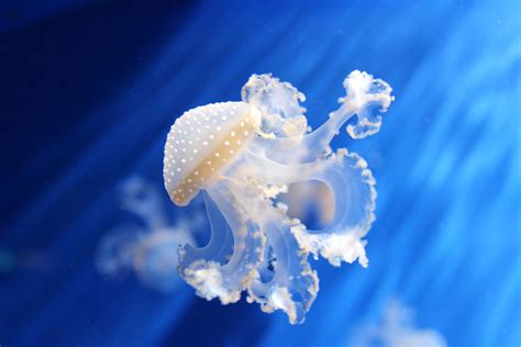 Cool Jellyfish Photography