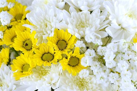 Close Up Photo Of A Mixture Of Yellow And White Chrysanthemums And Baby