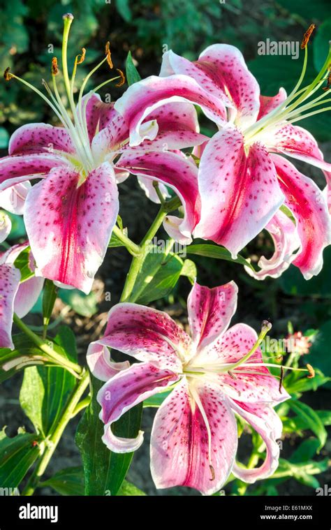 Pink Tiger Lily Hi Res Stock Photography And Images Alamy