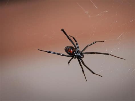 C Mo Identificar A La Viuda Negra La Ara A Letal Que Volvi A Aparecer En Los Campos Argentinos