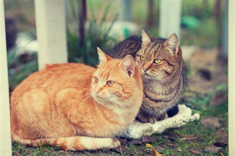 Two Cats Are Sitting Together Stock Photo Image Of Home Cute 111548922