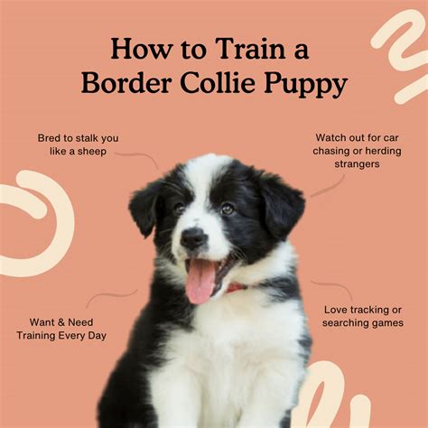 How To Train A Border Collie Puppy 8 Week Guide Artofit