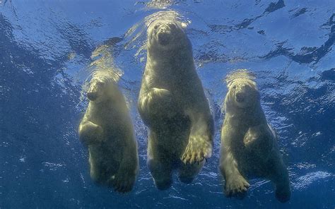 In Arctic Polar Bear Is Final Frontier For Famed Israeli Wildlife