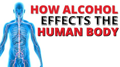 Alcohol Effects On The Human Body Explained Youtube