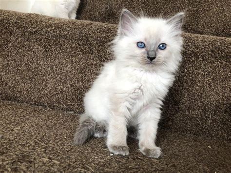 Order today with free shipping. Ragdoll Cats For Sale | Grand Rapids, MI #293022 | Petzlover
