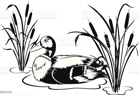 Black White Mallard Duck With Cattails Stock Illustration