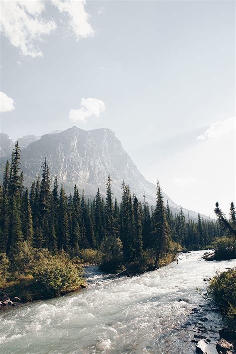 Mountains Forest Spruce Trees River Stream Hd Phone Wallpaper