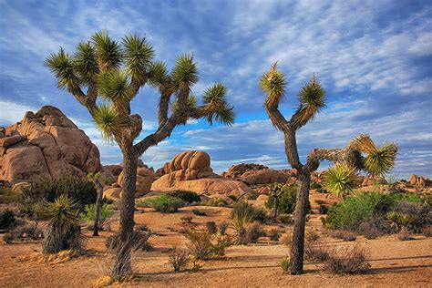 Two Joshua Trees In Joshua Tree National Park Photograph By Dave Dilli