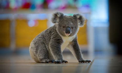 Australia Can No Longer Ignore Its Koala Crisis
