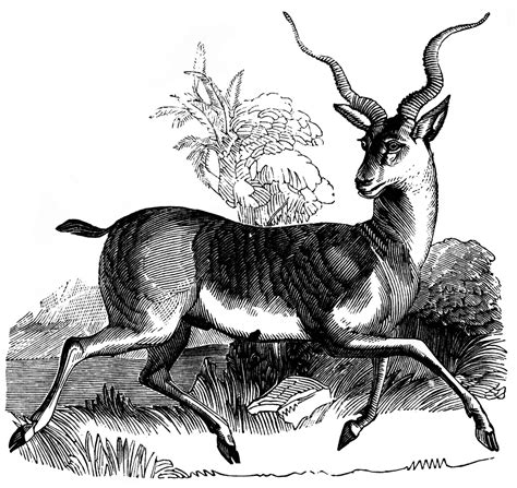 Common Antelope Clipart Etc