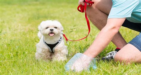 How To Get Dog Poop Outof Your Carpet Step By Step Guide
