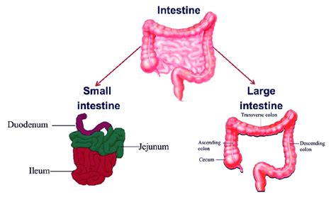 Or chewing, food is prepared in the mouth for transport through the upper digestive tract into the stomach and small intestine, where the. Bagian-bagian Sistem Pencernaan pada Manusia dan Fungsinya