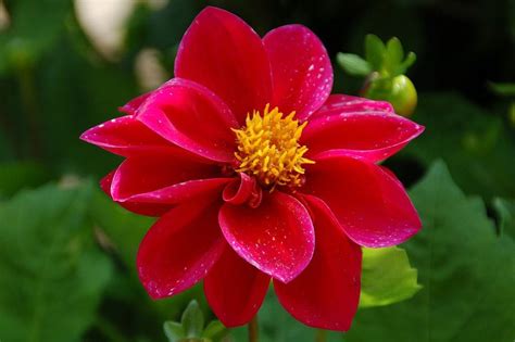 40 Types Of Red Flowers With Pictures Flower Glossary