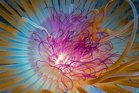 Animal Jellyfish 4k Ultra Hd Wallpaper