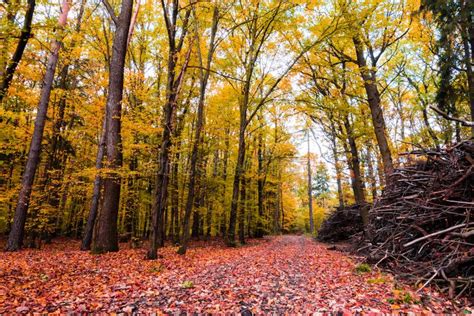 Der Weg Im Wald Im Herbst Viele Vibrierenden Farben Beaut Stockbild