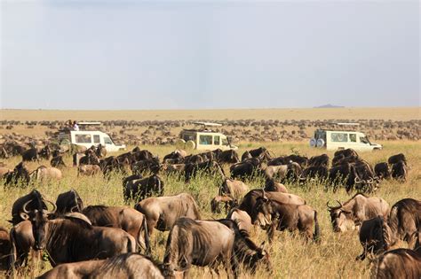 wildebeest migration safari travel advice go2africa