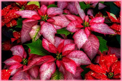 20 Imágenes De Nochebuenas Flores De Navidad Con Mensajes Imagenes De Nochebuena Flor De