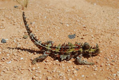 Reptiles Of Australia