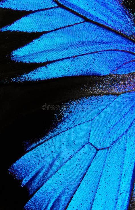 Wings Of The Butterfly Ulysses Closeup Stock Photo Image Of Closeup