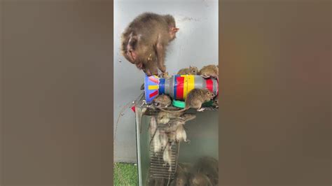 Baby Monkey Is Having Fun Playing With Gluttonous Mice Youtube