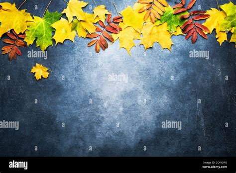 Autumn Composition Border Made Of Yellowand Red Leaves On Blue