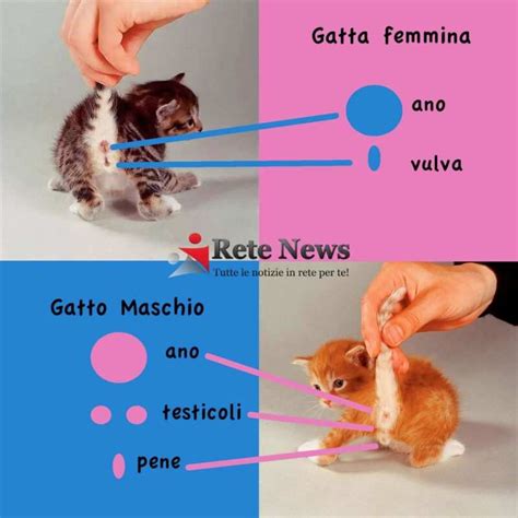 Come capire se un gatto è maschio o femmina Rete News
