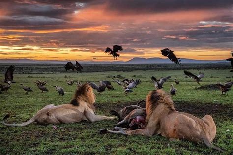 National Parks And Game Reserves Kenya Randu Safaris