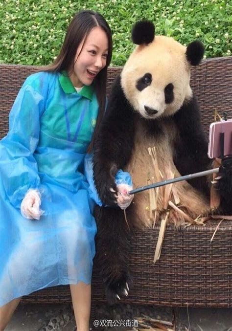 This Giant Panda Has Mastered The Selfie Game Like A Pro