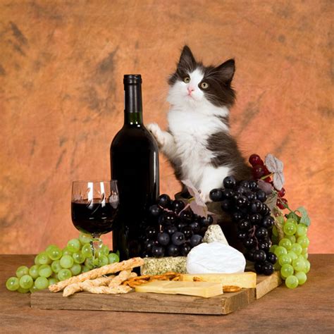 No Cats Should Never Drink Wine Or Beer Catster