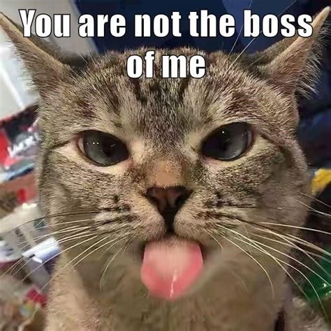 You Are Not The Boss Of Me Cats Funny Cat Memes Cute Cats