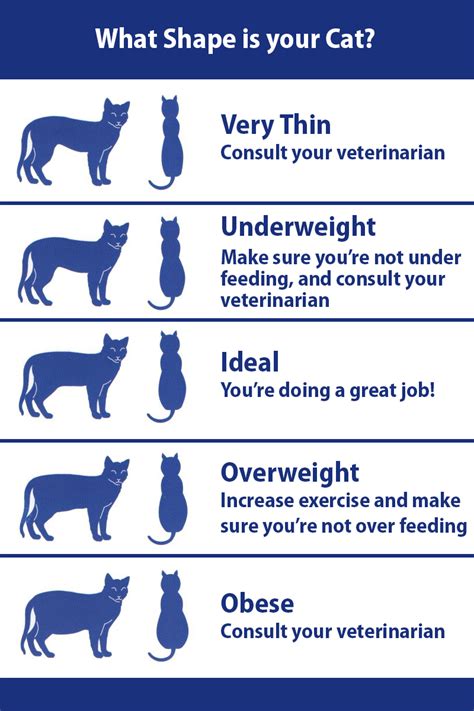 Funny Cat Weight Chart