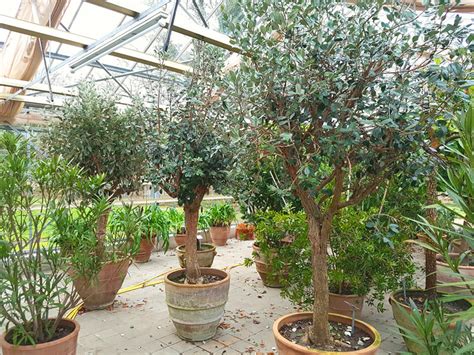 Has anyone seen it being sold somewhere? Brasilianische Guave im Stadtpark Gütersloh | Feijoa ...