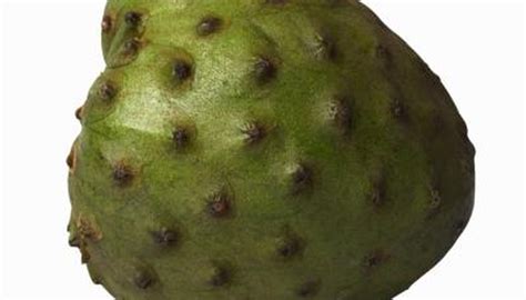 Your cherimoya stock images are ready. When Is Cherimoya Fruit Ripe? | Garden Guides