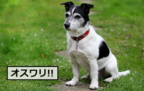 犬に「おすわり」を覚えさせる方法。最初のしつけに簡単でおすすめ。｜安全!ドッグフードナビ