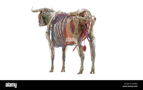 Anatomy Cow Organs Hi Res Stock Photography And Images Alamy