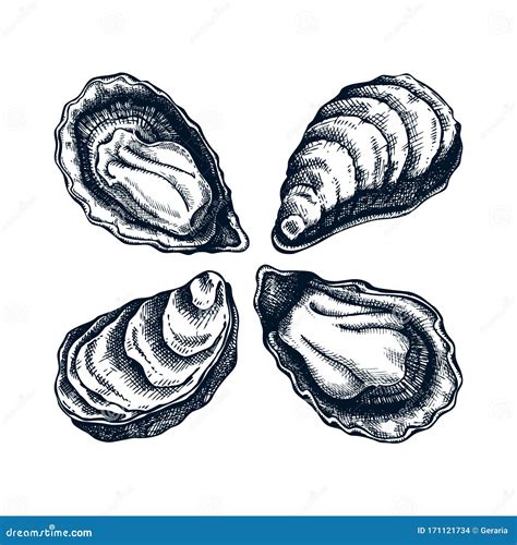 Oyster Shells With Pearls Are Drawn On Background Vector Illustration